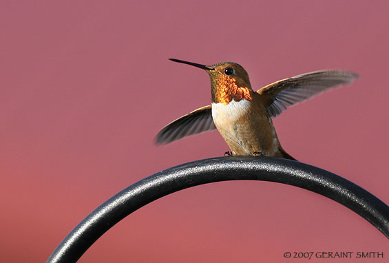 Rufous Humming Bird