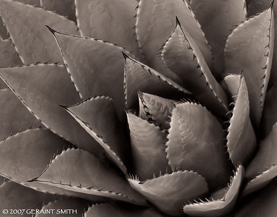 Agave Plant