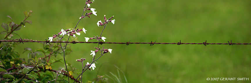 Barbs and brambles