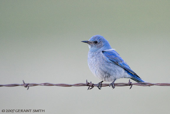 Mountain Bluebird yesterday evening near Eagle Nest Lake State Park. 