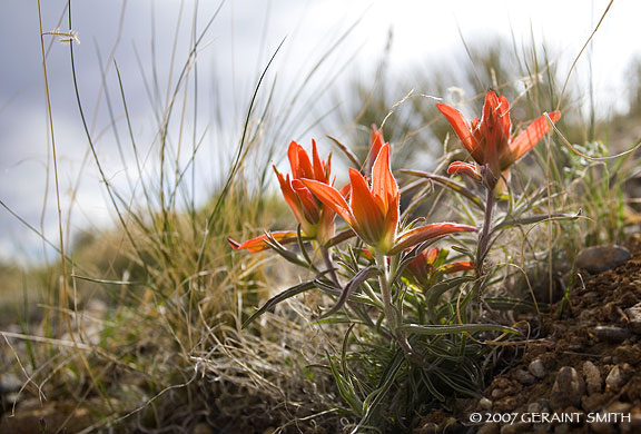 Indian paintbrush are busting out all over the mesa