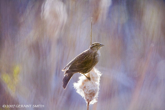 Female Redwing Blackbird. I went back to visit the red wing blackbirds nesting in the catails in Baca park