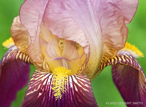 An Iris in the garden at the Blumenshein house in Taos, NM