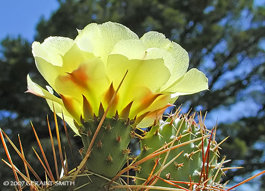 Cactus bloom on the trail in Taos Canyon