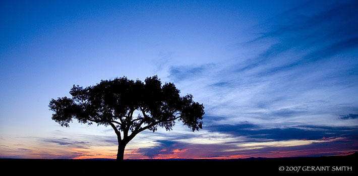 'That tree' at the Rio Grande Gorge overlook