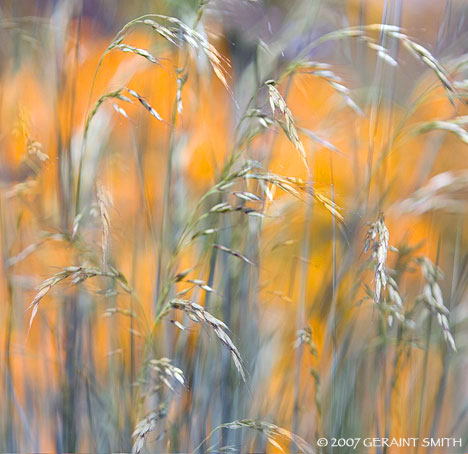 Grasses on Ledoux Street in Taos