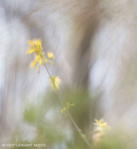 Painting with light in Taos Canyon