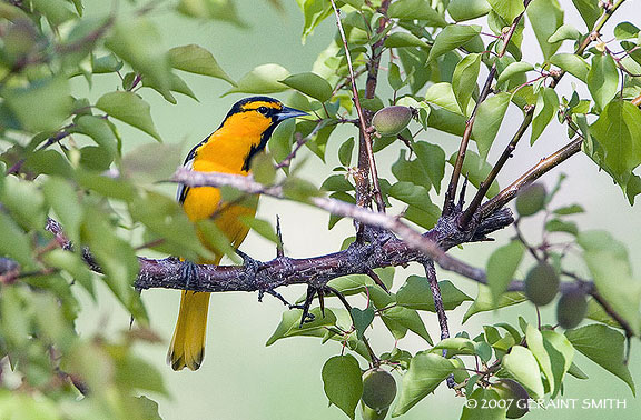 Bullocks Oriole in a crab apple tree along the Rio Grande