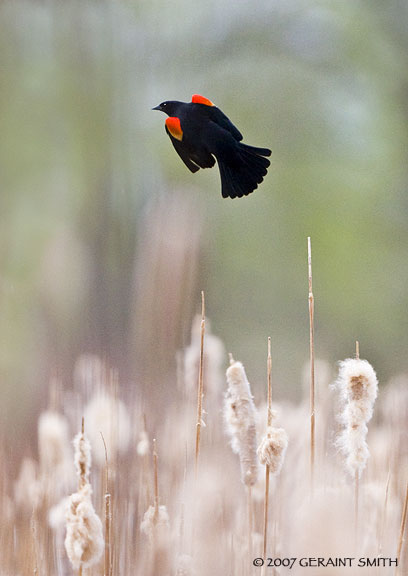 Black bird Balleta red wing black bird in the cat-tails Ranchos de Taos, NM