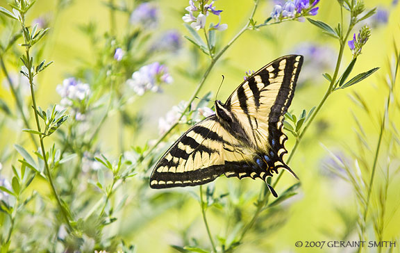 A Swallowtail butterfly, showed up yesterday in Taos Canyon to spend some time around the summer solstice a little after 11 am 