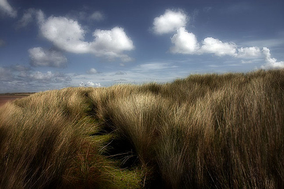 Dune grasses and clouds on the Holy Island of Lindisfarne, Northumberland UK