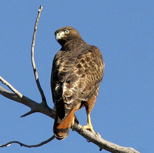 Yesterdays bird today. Redtail Hawk, in Taos, New Mexico USA