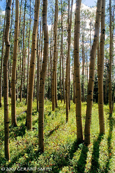 Summer aspens, in Garcia Park, Northern New Mexico