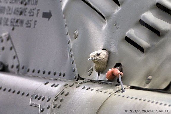 "This Huey is mine!" A mountain bluebird nesting in the Huey Helicopter at the Vietnam Veterans Memorial in Angel Fire, NM