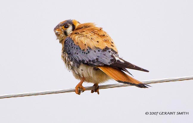 American Kestrel