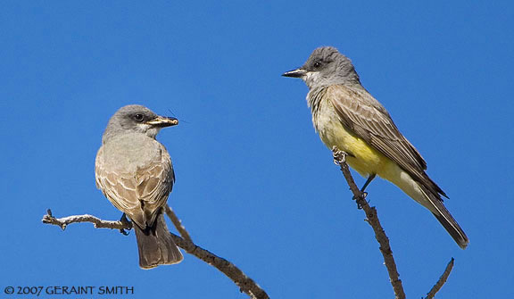 Western Kingbirds on the Rio Chama, Abiquiu, NM