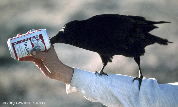 Alias "Bud Bird" of Last Chance Canyon in the Mohave Desert, California