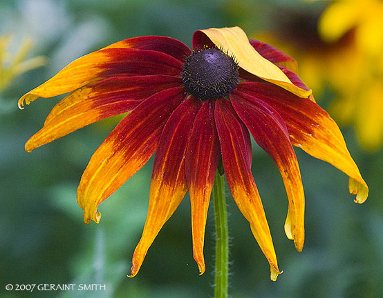 'Black eyed Susan' 