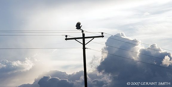 The Red tailed hawk's domain ... the skies and telegraph poles along highway 64 west of Taos, NM