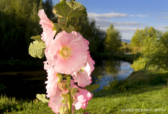 Summer hollyhocks on the Rio Lucero, Taos, NM