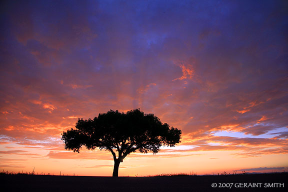 I never tire of the 'lone tree' at the Rio Grande Gorge Overlook, Taos, NM