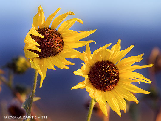 Along the highways and byways avenues of sunflowers and daisies accompanythe waning days of summer in Northern New Mexico and Southern Colorado