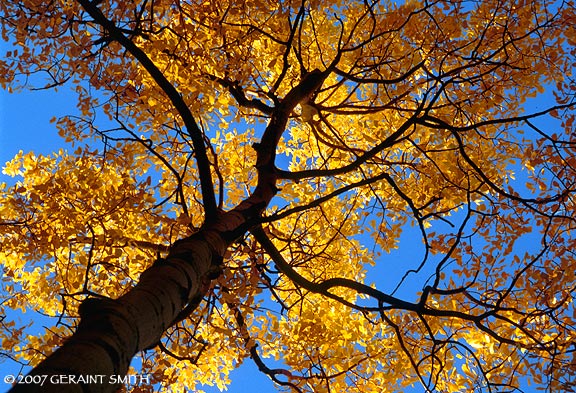 Fall color in the Sangre de Cristos