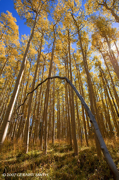 In the aspens light