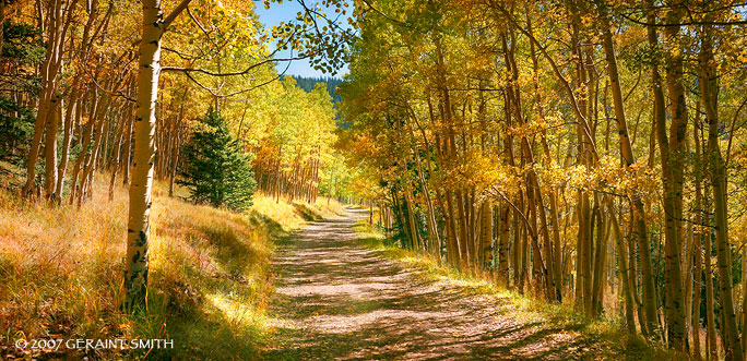 Back in the woods in Carson National ForestBack in the woods in Carson National Forest