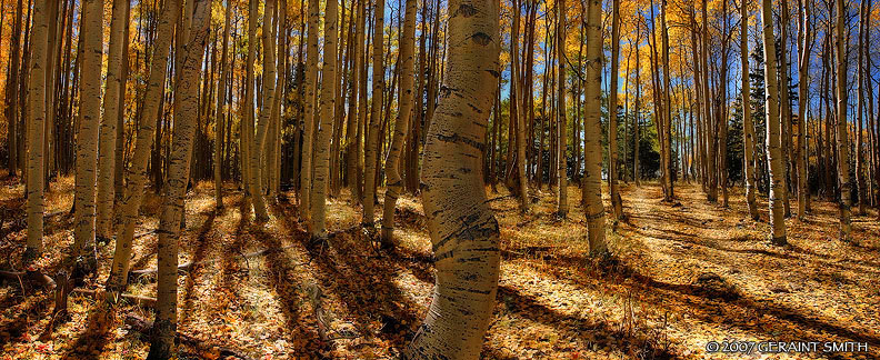 On the South Boundary trail in Garcia Park, east of Taos, NM