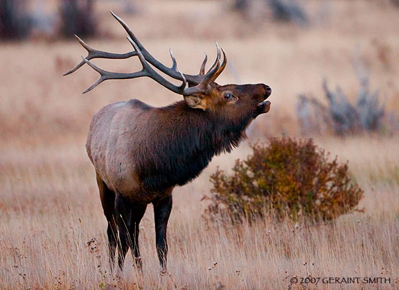 Bull Elk yesterday evening in Rockie Mouintain National Park, Colorado