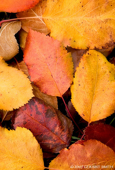 Leaves from the apple trees in the courtyard at Taos town hall