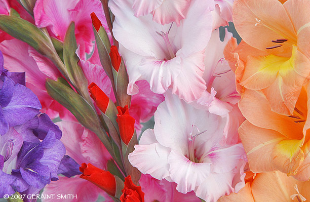 Gladiolas ... a saturday farmers market favorite 