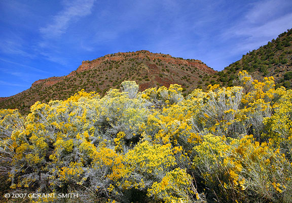 Chamisa gold on the Rio Grande Gorge, NM