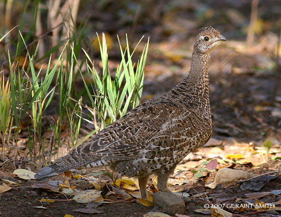 Blue Teal Grouse ... a real 'poser'