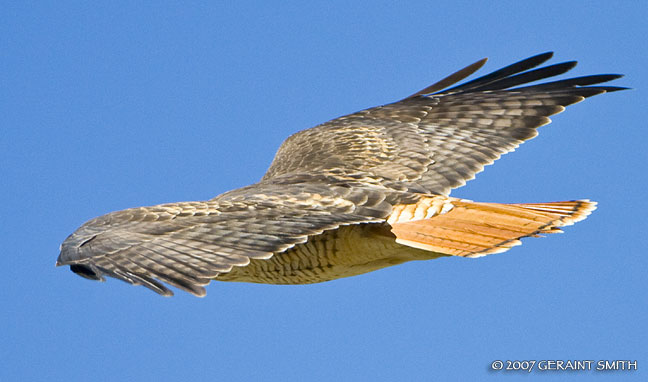 Red Tailed Hawk in Taos Canyon