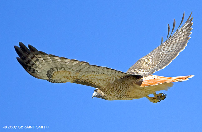 Red Tailed Hawk in Taos Canyon