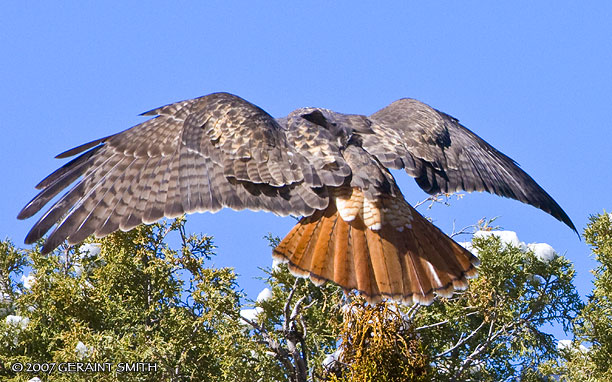 Red Tailed Hawk in Taos Canyon