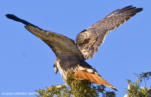 Red Tailed Hawk in Taos Canyon