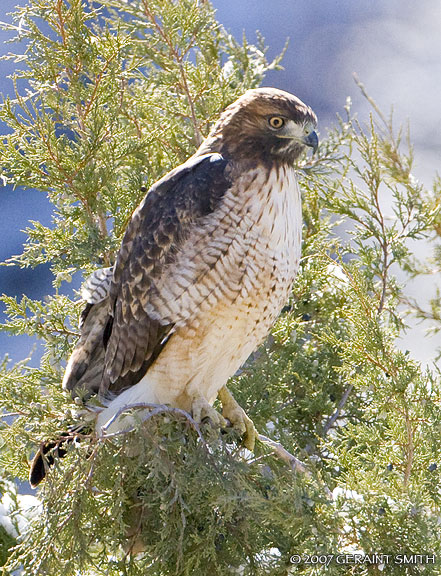 Red Tailed Hawk in Taos Canyon