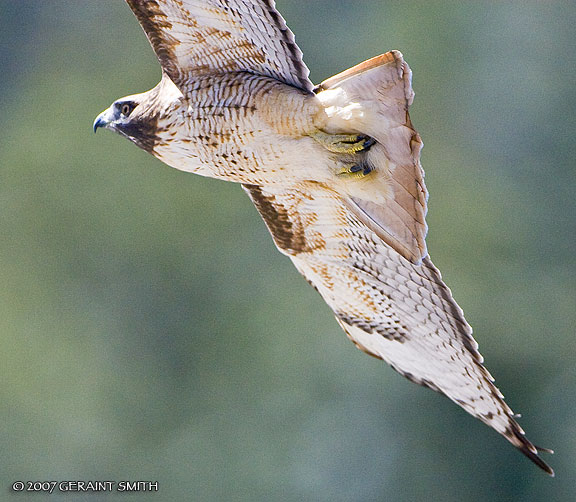 Red Tailed Hawk in Taos Canyon