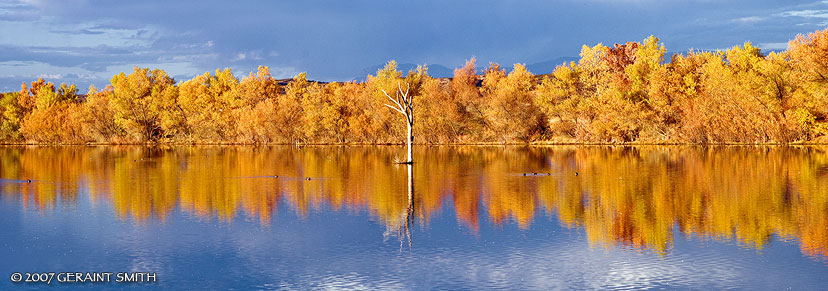 Meanwhile back in the Bosque del Apache, NWR