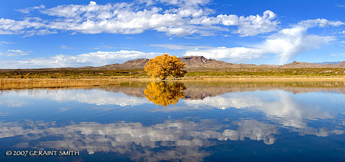 Not a goose in sight on this pond at the Bosque del Apache NWR (Woods of the Apache), Socorro, NM