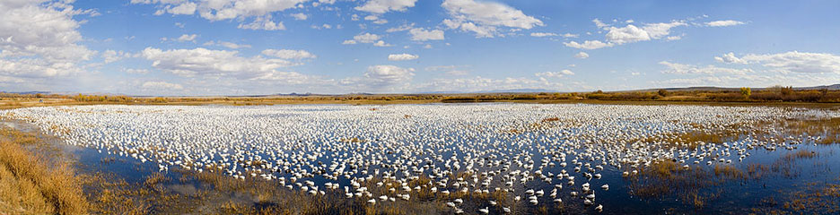 Down in the Bosque del Apache, Socorro, NM Just some of the Snow Geese