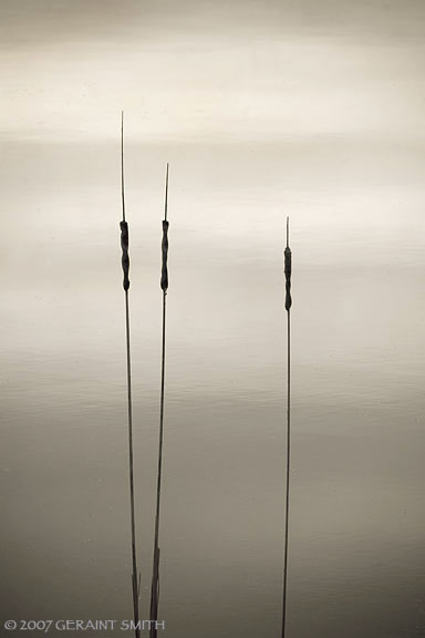 Morning cat-tails in the Bosque del Apache