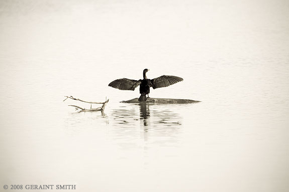 Morning Cormorant, Bosque del Apache