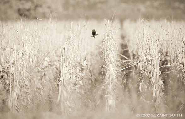 Corn Bird