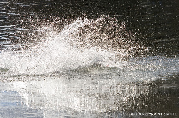 dog plunge in the rio grande 