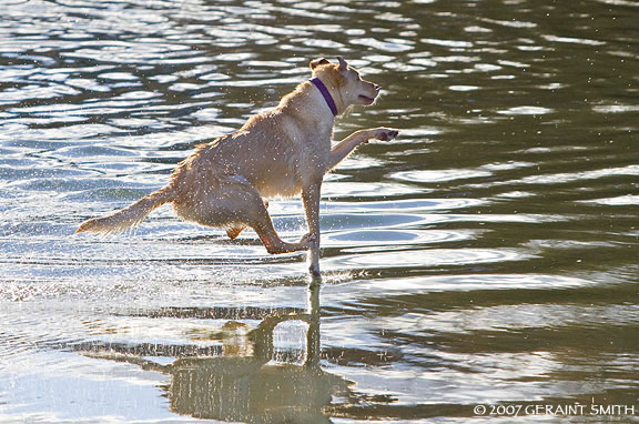 dog plunge in the rio grande 