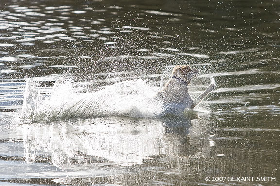 dog plunge in the rio grande 